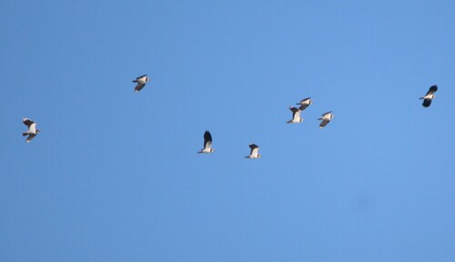 Northern Lapwing (Vanellus vanellus), photo 4