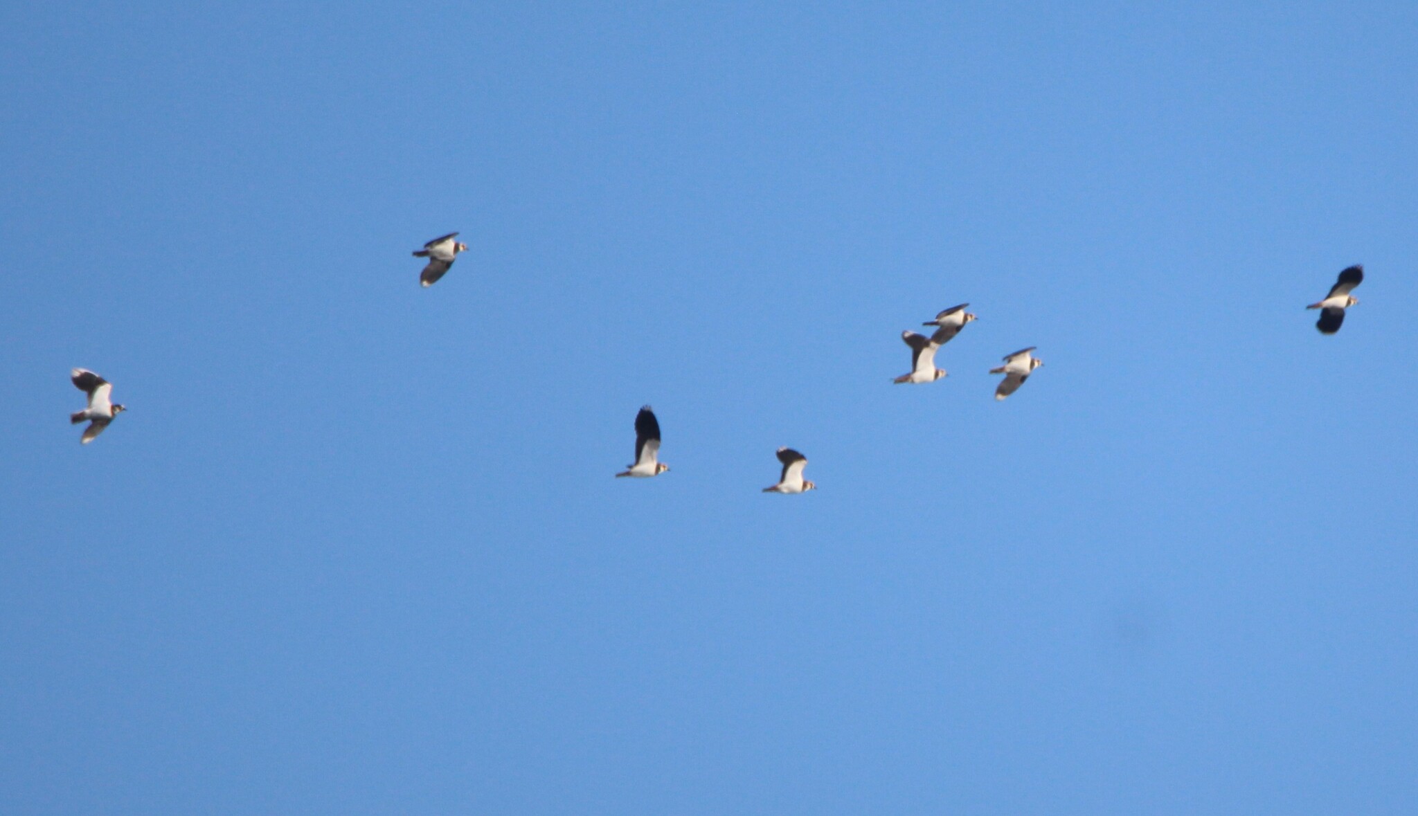 Northern Lapwing (Vanellus vanellus), photo 4