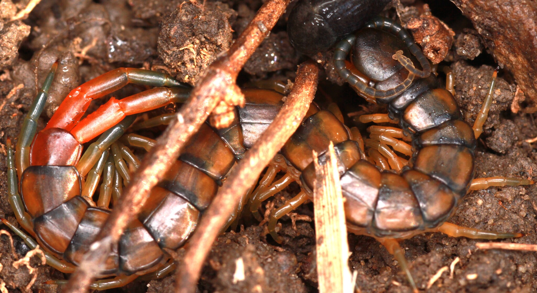 Scolopendra cingulata Latreille, 1829
