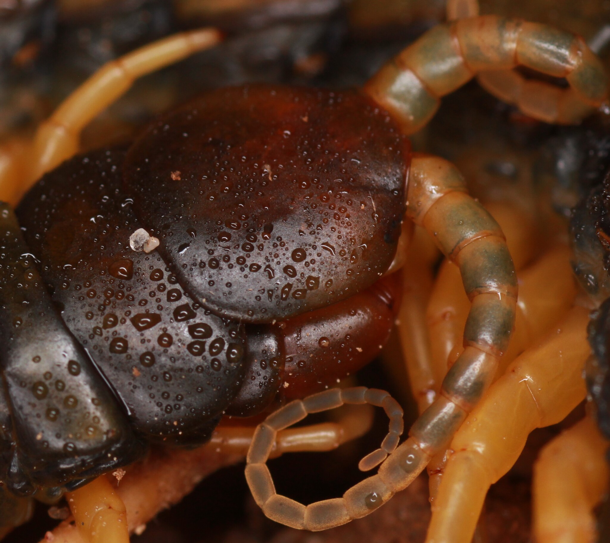 Scolopendra cingulata Latreille, 1829