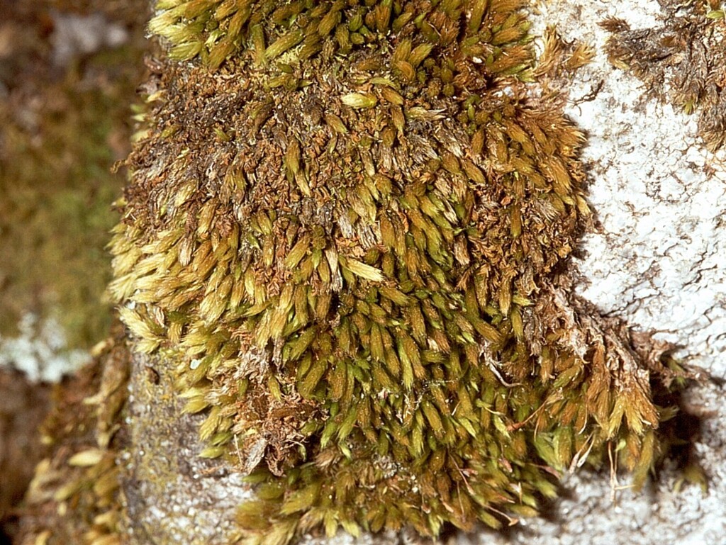 Lepyrodon tomentosus