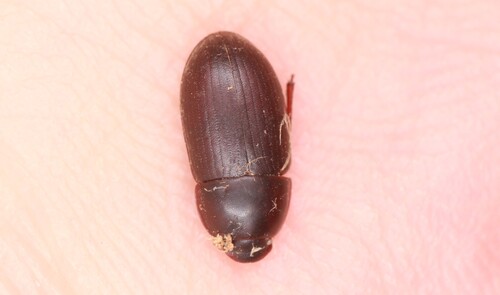 Crypticus mulsanti