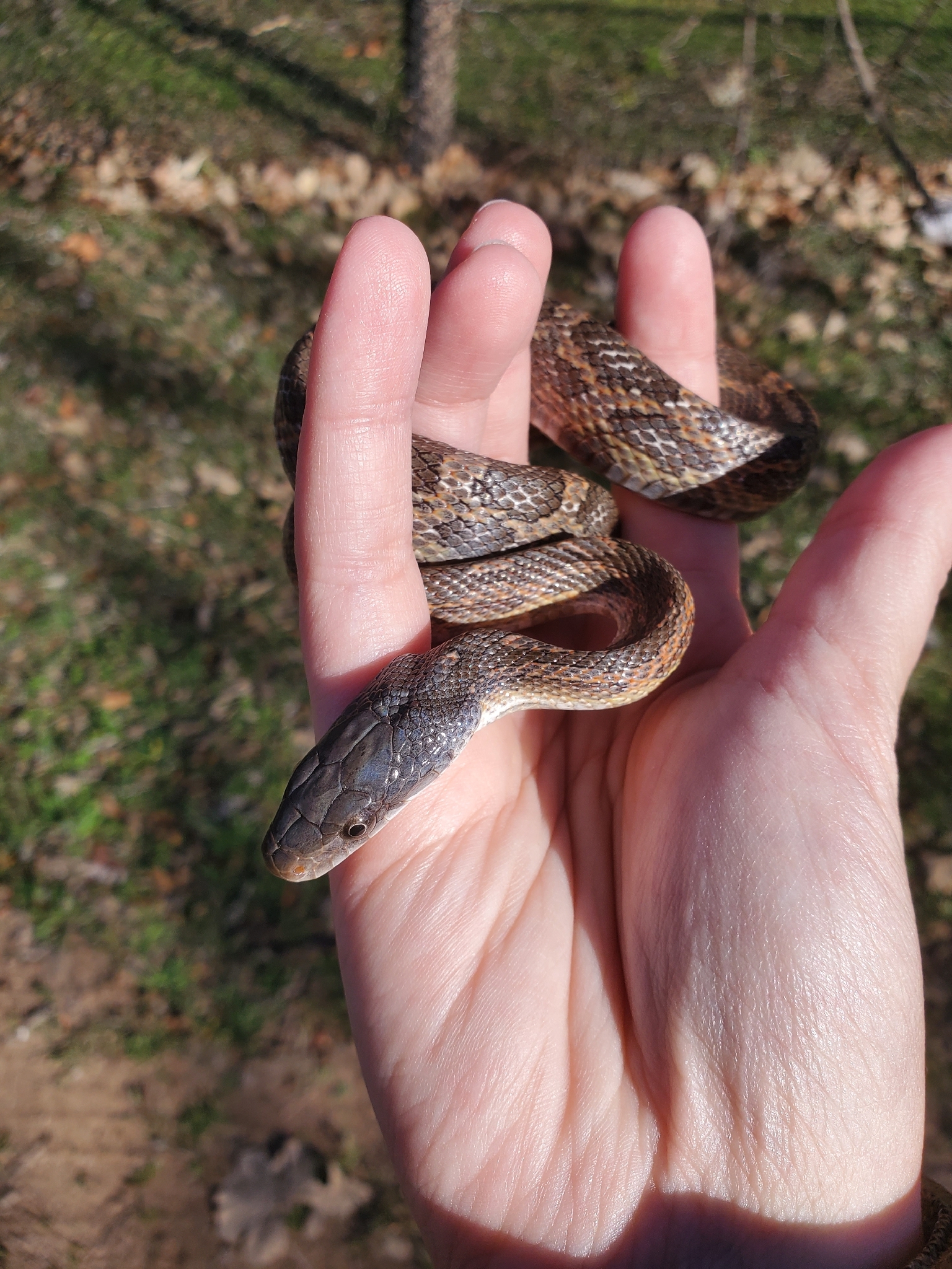 Western Ratsnake in Austin, TX - Slide 4