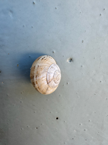 Theba pisana