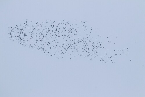 Western Jackdaw (Coloeus monedula), photo 3