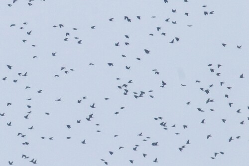 Western Jackdaw (Coloeus monedula), photo 2
