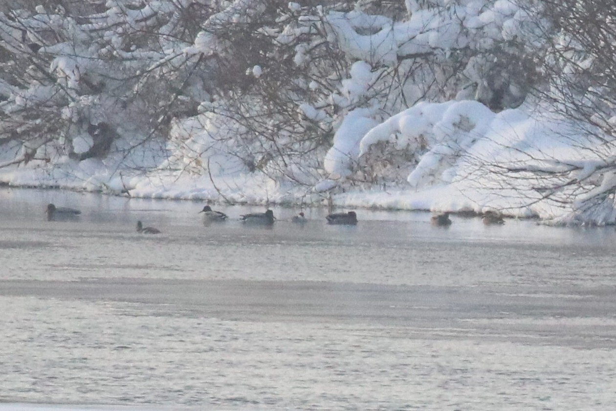 Smew (Mergellus albellus), photo 4