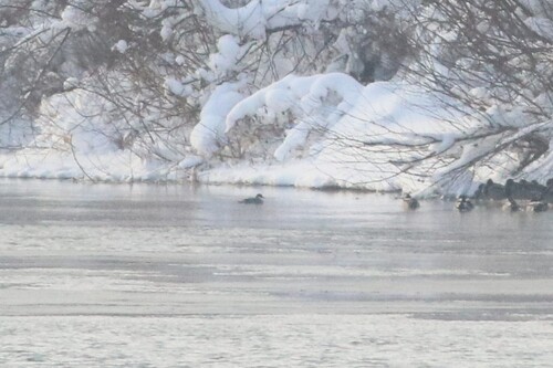 Smew (Mergellus albellus), photo 3