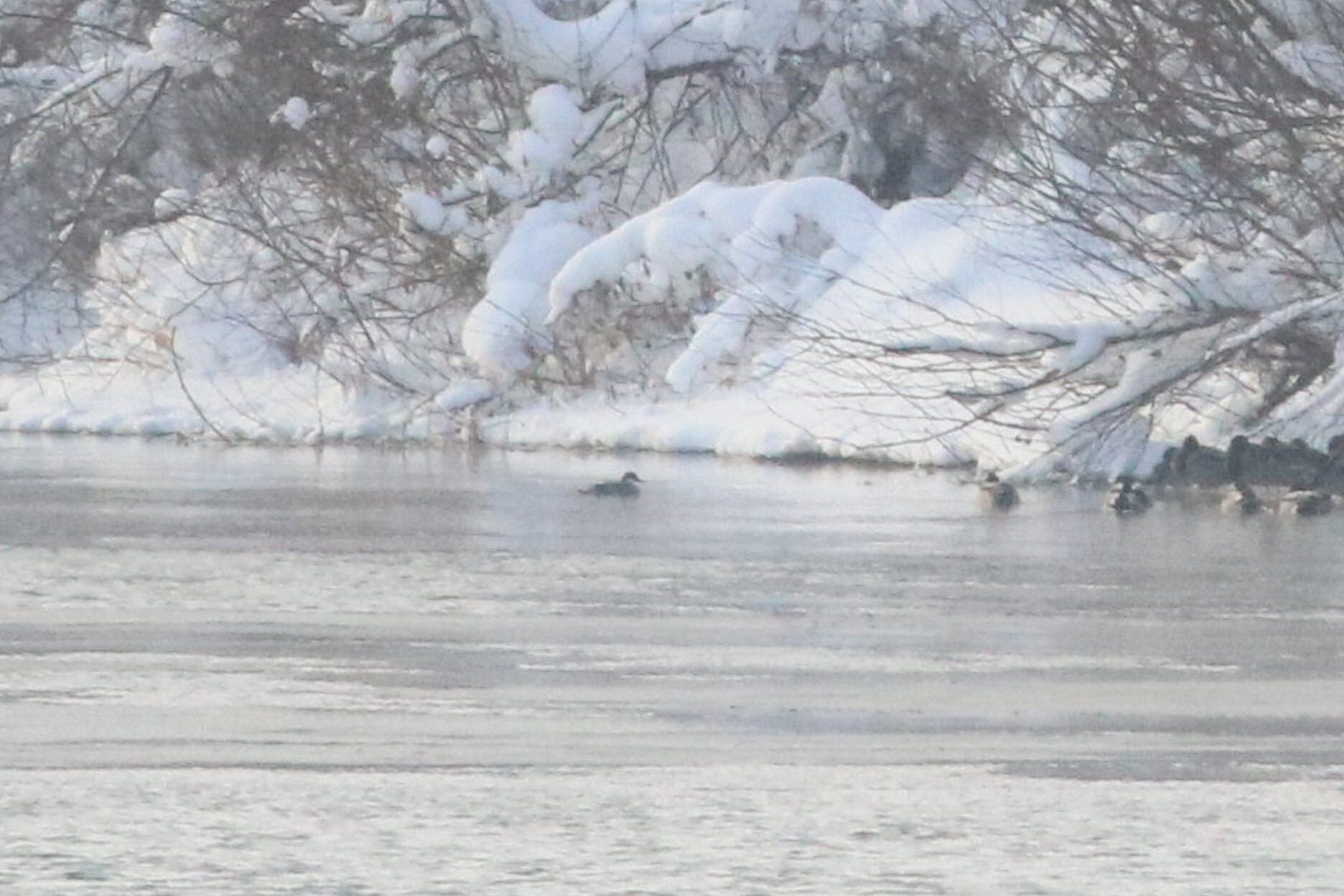 Smew (Mergellus albellus), photo 3
