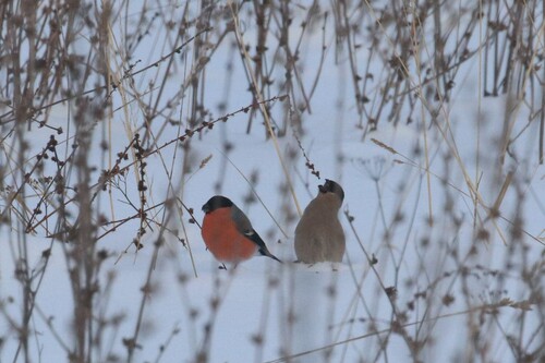 Eurasian Bullfinch (Pyrrhula pyrrhula), photo 2