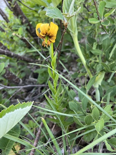 Lilium bosniacum (Lilium bosniacum)