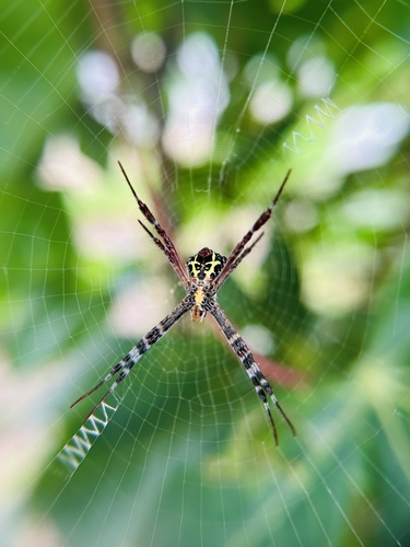Signature Spider