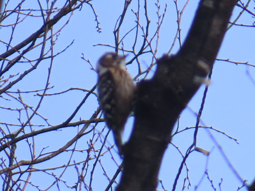 Japanese Pygmy Woodpecker (Yungipicus kizuki), photo 4