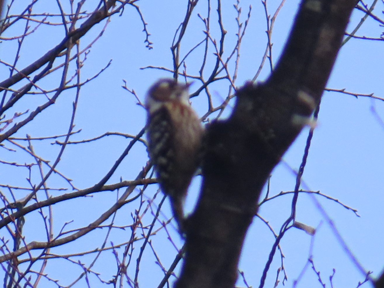 Japanese Pygmy Woodpecker (Yungipicus kizuki), photo 4