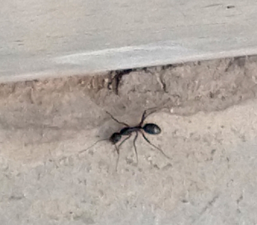 背视图图像 - Bipasha David