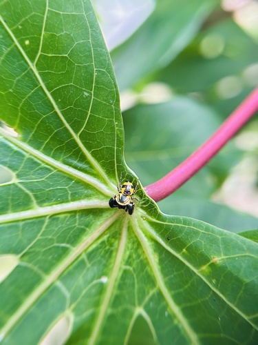 Wasp-mimic Jumping Spider