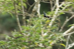Byasa polyeuctes