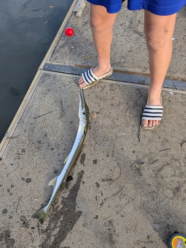 Alligator gar (Tylosurus gavialoides) — Belonidae — 2