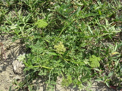 Cnidium monnieri