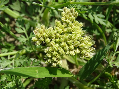 Image of Cnidio (Cnidium monnieri) by no rights reserved