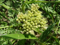 Cnidium monnieri