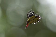 Gasteracantha sauteri
