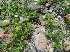 Cnidium monnieri