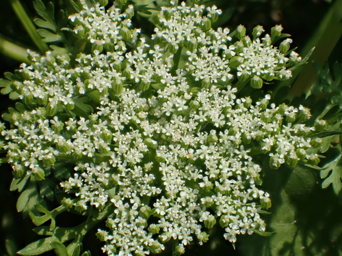 Image of Cnidio (Cnidium monnieri) by no rights reserved