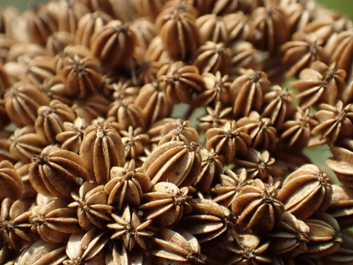 Image of Cnidio (Cnidium monnieri) by no rights reserved