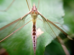 Leptotarsus albistigma