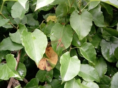 Leptotarsus albistigma