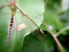 Leptotarsus albistigma
