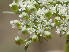 Cnidium monnieri