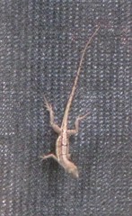 Anolis