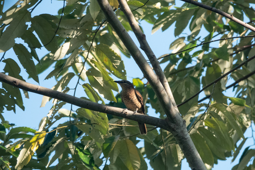 Admiralty Cicadabird (Edolisoma admiralitatis), photo 4