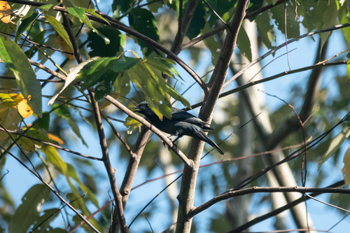 Admiralty Cicadabird (Edolisoma admiralitatis), photo 3