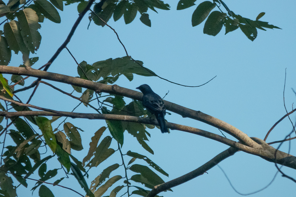 Manus Cicadabird photo