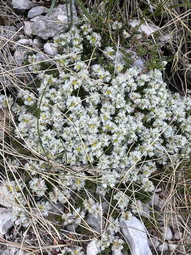 nailwort (Paronychia kapela)