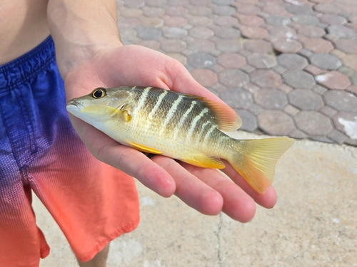 Schoolmaster snapper (Lutjanus apodus) — Lutjanidae — 3