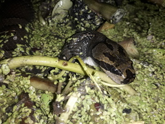 Homalopsis buccata