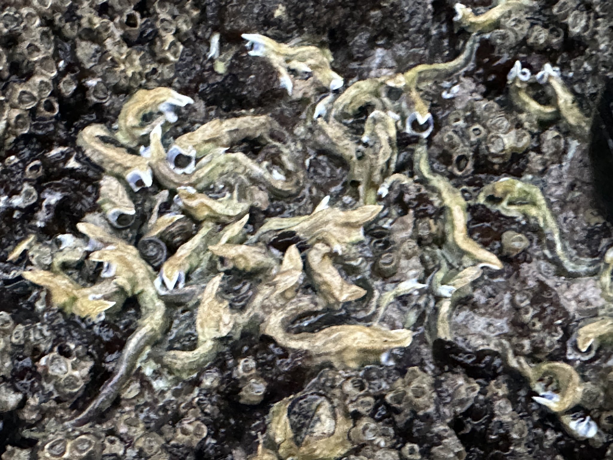 Spirobranchus cariniferus (Gray, 1843)