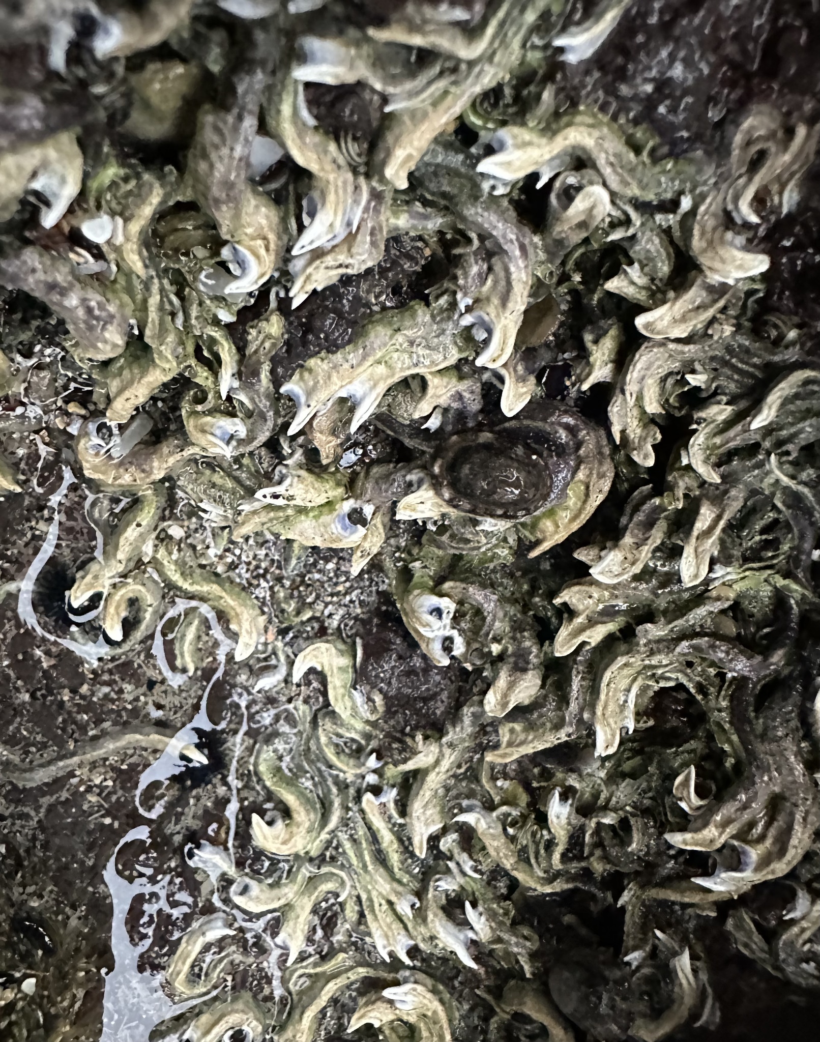 Spirobranchus cariniferus (Gray, 1843)