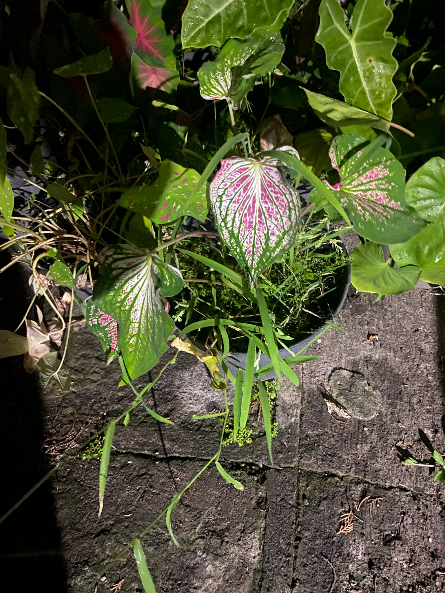 Caladium × hortulanum 'Florida Moonlight' 2