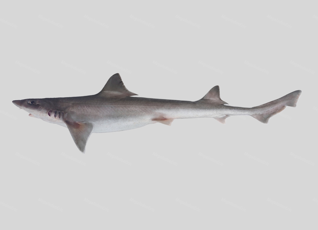 Spotless Smooth-Hound