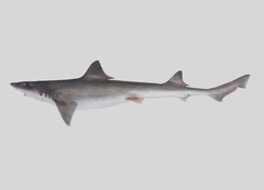 Spotless Smooth-Hound photo 1