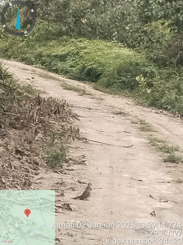 Spilopelia chinensis