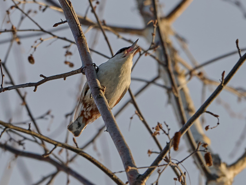 Eurasian Nuthatch (Sitta europaea), photo 4