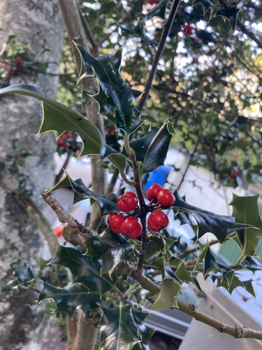 Ilex aquifolium