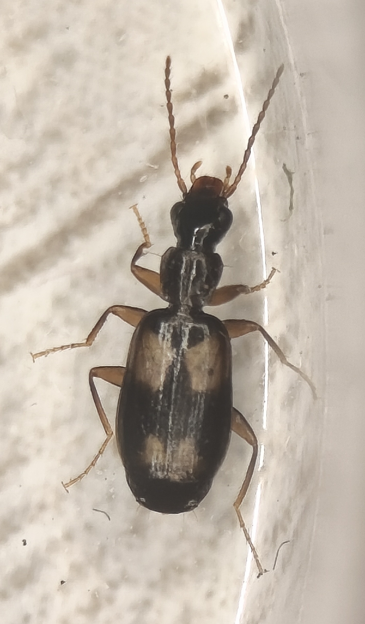 Calodromius spilotus