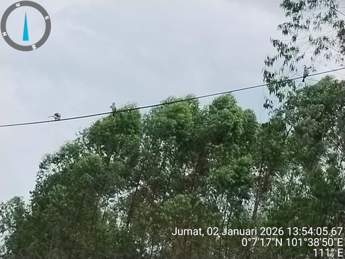 Pycnonotus aurigaster